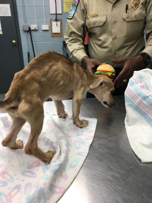 Emaciated pup thrown away as trash found in garbage can