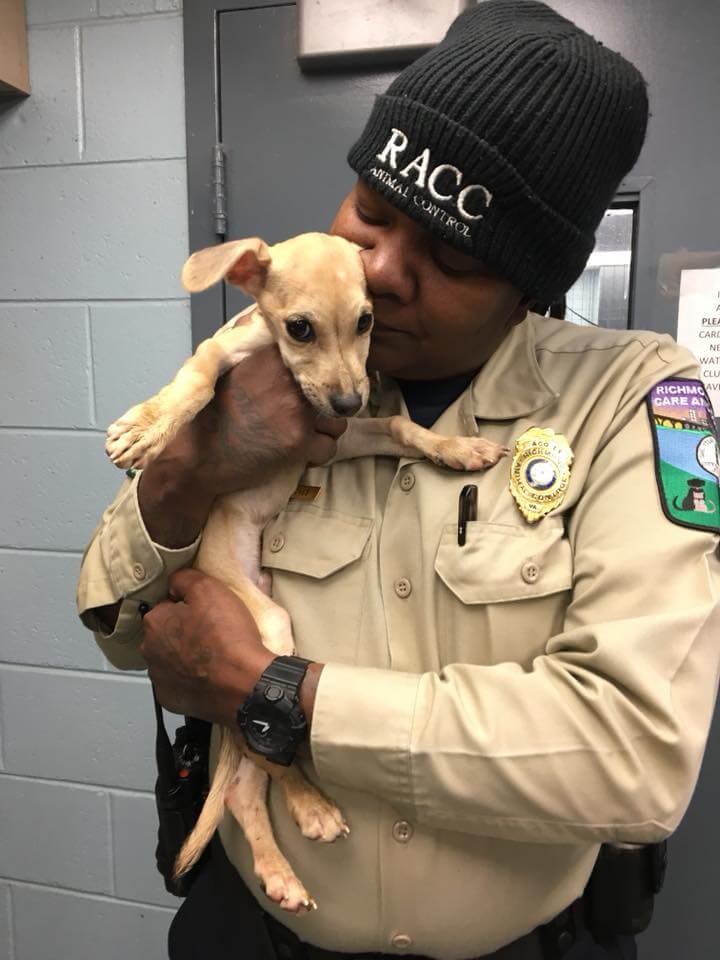 richmond-starving-dog3