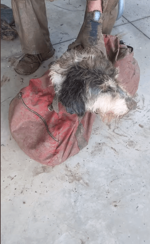 Dog missing for months discovered in 22 mile long cave in Missouri