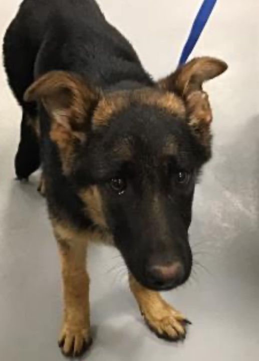 Urgent! Handsome German shepherd puppy on euth’ list needs loving home