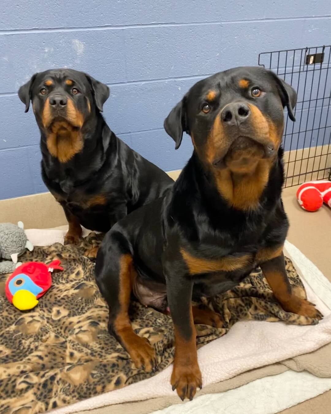 Bonded gentle giants found as strays looking for a family to love