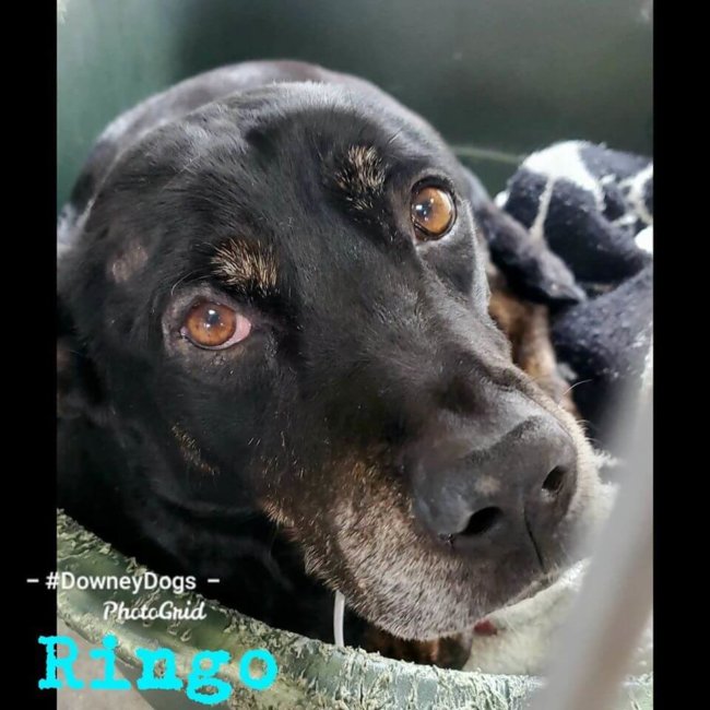 Shepherd is perfect but no one has come to adopt him