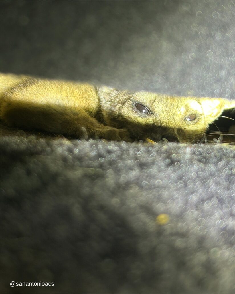 ringtail-824x1030-1