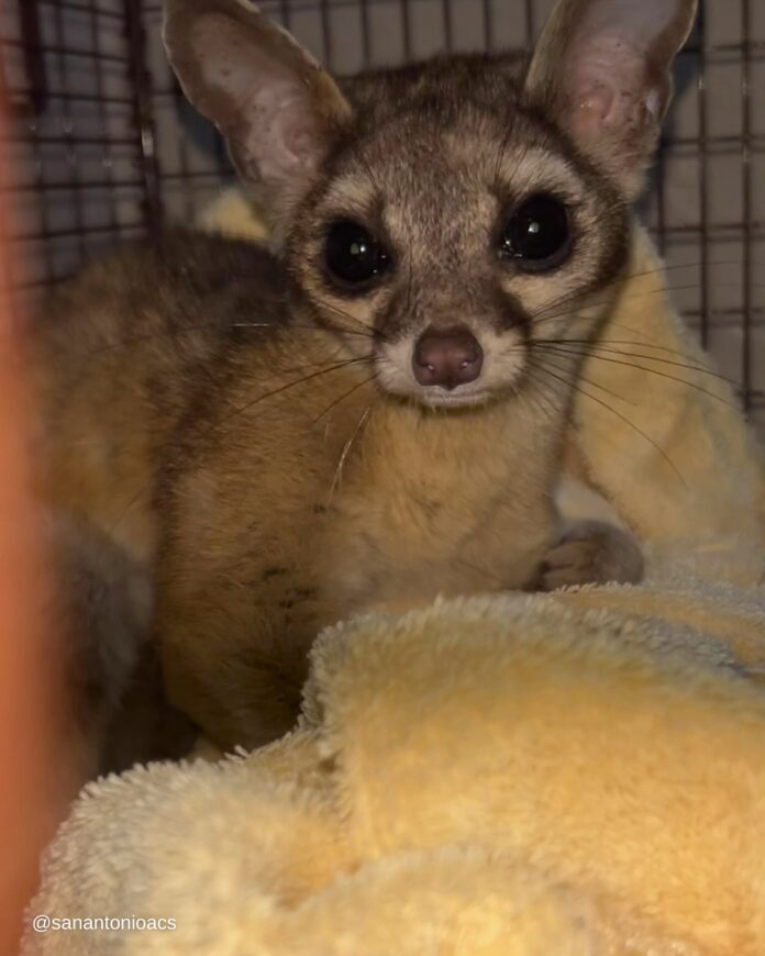 Good Samaritan thought she was rescuing injured lemur but it turned out to be a …