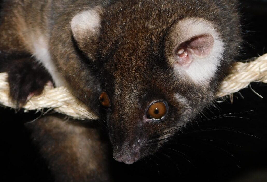 ringtail-pixabay-1-1030x700-1