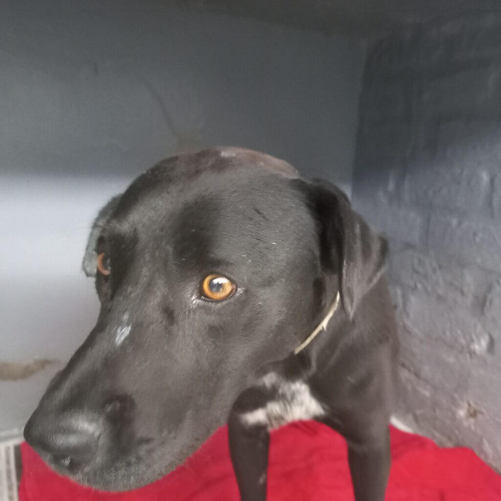 Dog with bite wounds seeks help at SPCA on his own