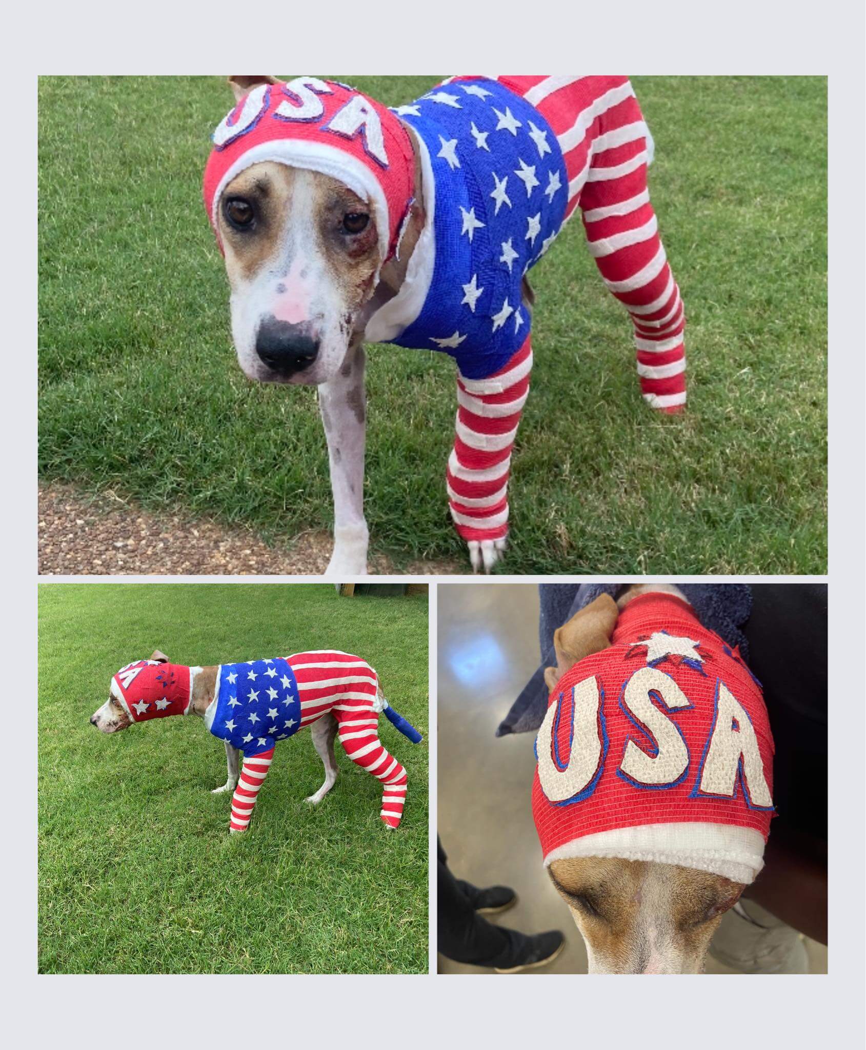 $16K reward offered for finding cruel person who set Tennessee dog on fire