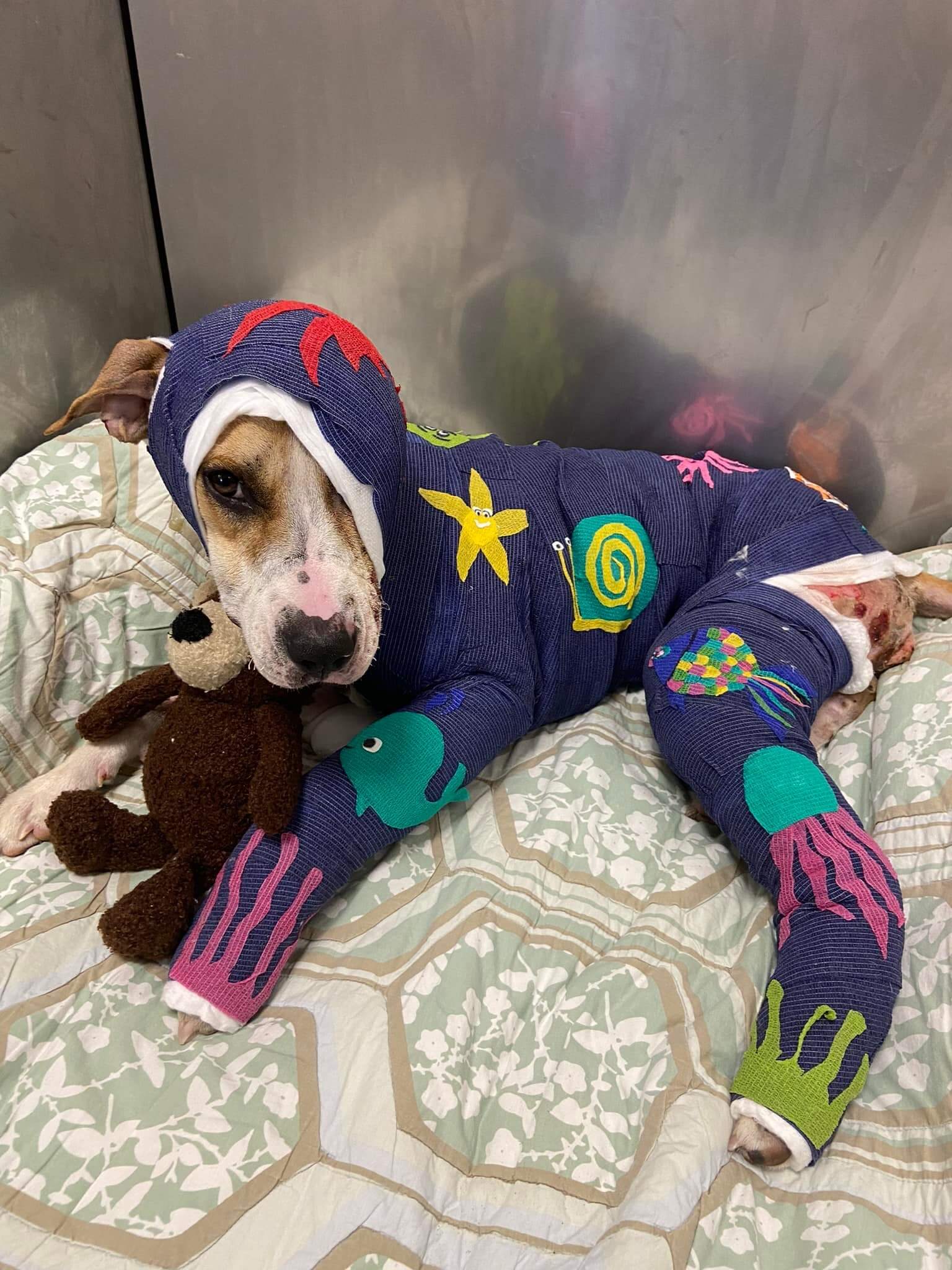 Bravest rescuers ever as they saved the life of a dog set on fire in Memphis