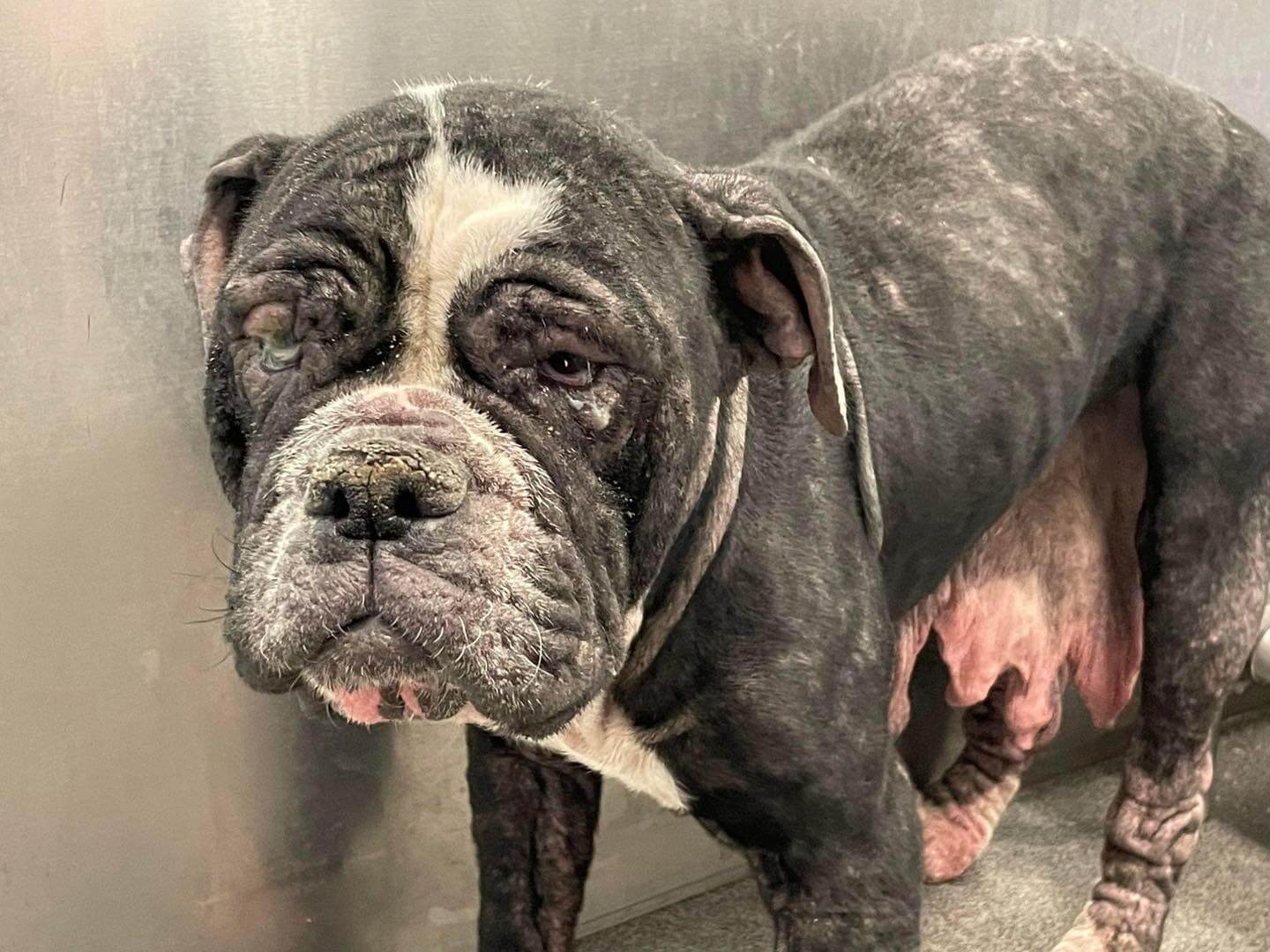 ‘Overbred breeding machine’ surrendered to Texas shelter slated to be euth’ed rescued just in time