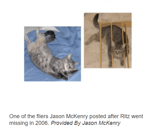 ritz-the-cat