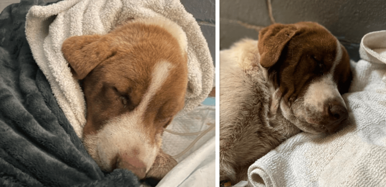 Rescue of dog from muddy riverbank has turned tragic