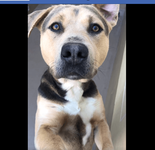 Friendly puppy coded to be killed at crowded shelter for being ill