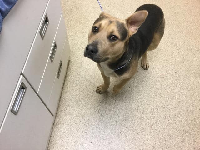 riverside-shepherd-mix2