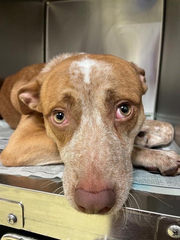 Young shelter pup ‘Roadhouse’ needs medical help and it has to come today