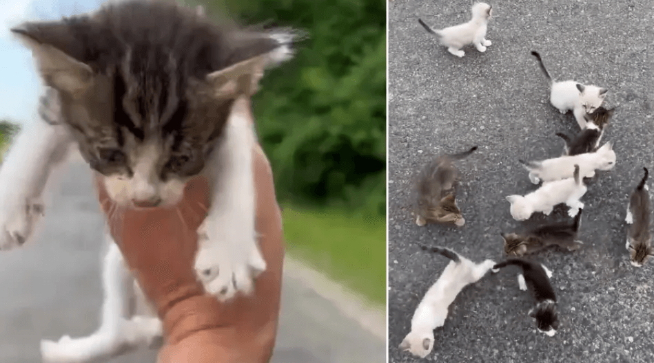 Louisiana man who stopped to rescue a kitten on the side of the road surprised when 12 more sweetly ambushed him
