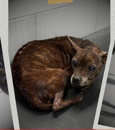 Cruel owners never looked back after dumping dog from black truck like ‘a piece of trash’