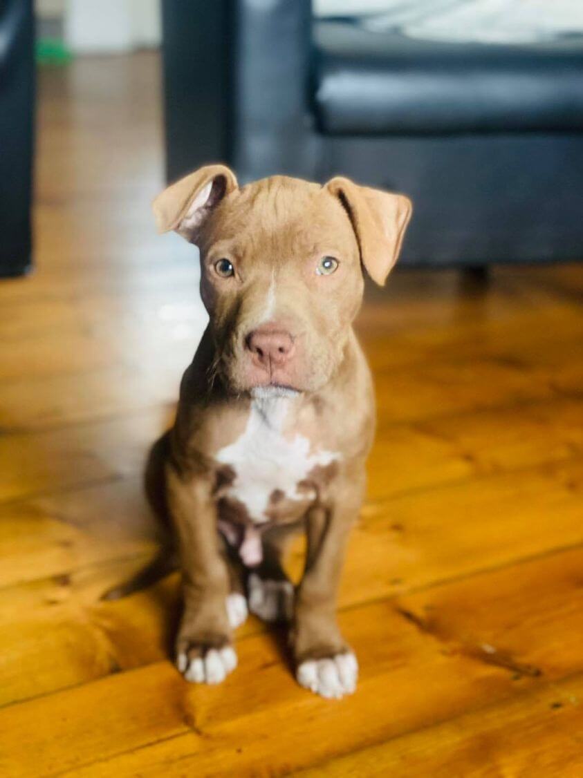 Robin Peters dog 1