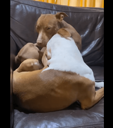 robin-peters-dog-2