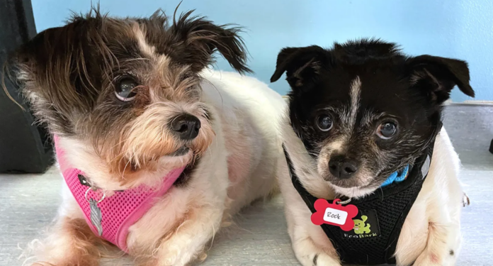 ‘Strongly bonded’ duo dubbed Rock and Roll hoping to find forever home