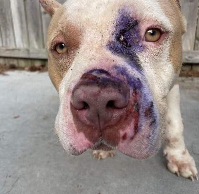 Badly injured dog cried for help on stranger’s porch and now shelter wants to end his life
