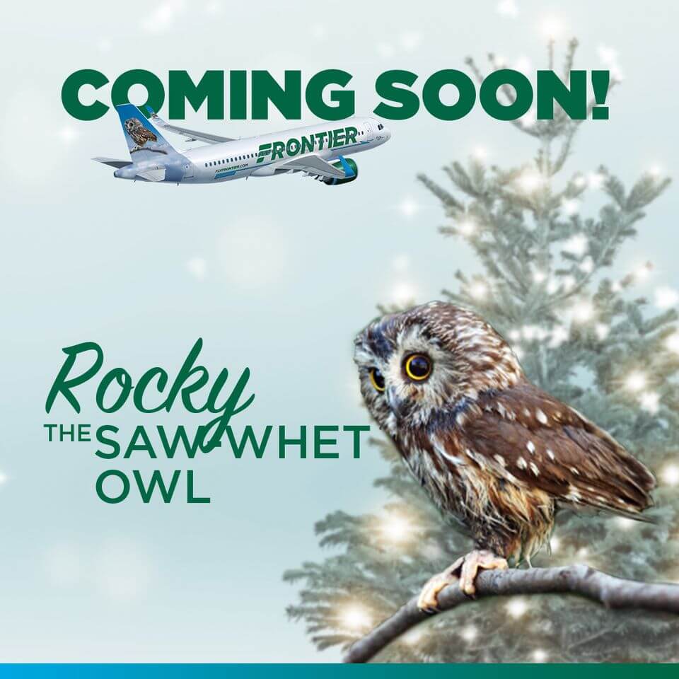rockefeller-the-owl-on-plane-1