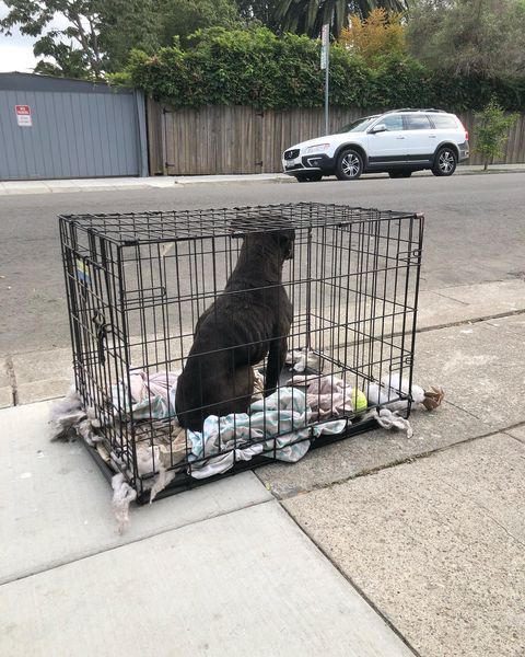 Heartbreaking: Emaciated dog abandoned in crate on sidewalk with her tennis balls and old sheet