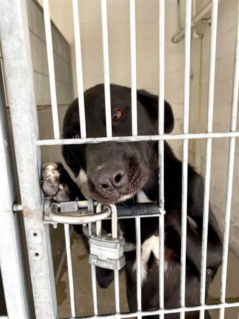 Smart pup ‘hits the brakes’ the moment he realizes he is returned to shelter