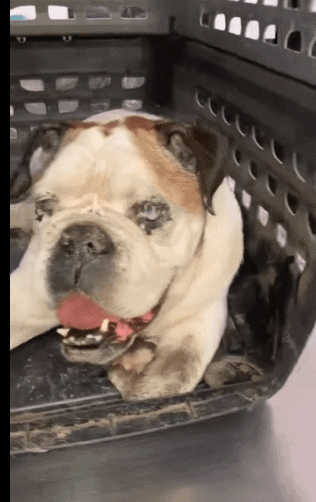 Bulldog served his family for 13 years and this is how they surrendered him to Texas shelter