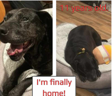 Oh my dog! Senior pup adopted on his 11th birthday after 9 years at shelter