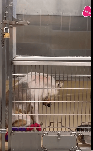 Senior pup has been dumped at Miami shelter four times: This is his last chance