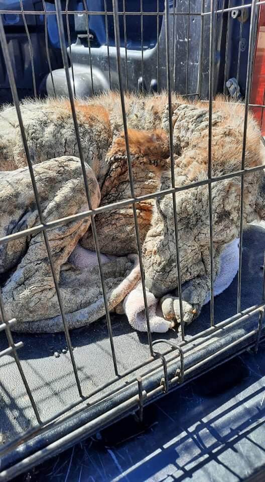 Rescuers came together as a village to help a dog who didn’t want to be caught