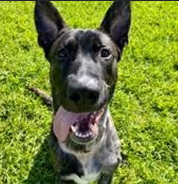 rocky-the-dog-1