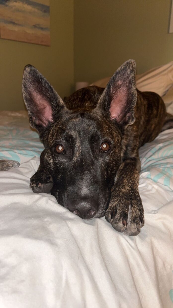 Rocky the dog 3
