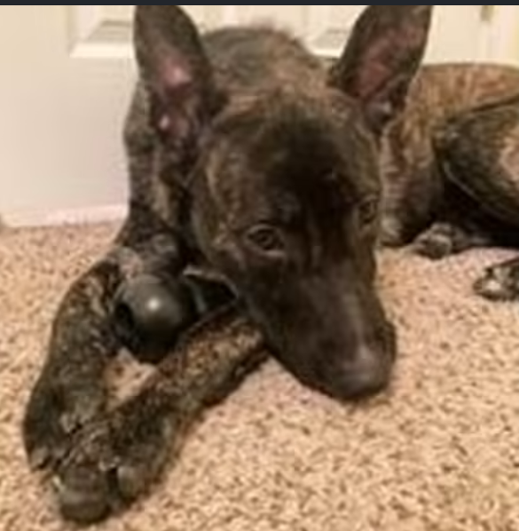 rocky-the-dog