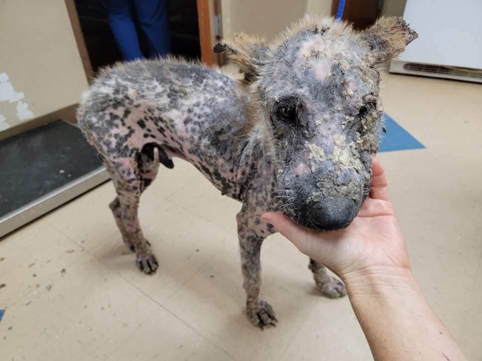 Update on ‘Rocky’ who just didn’t want to be caught has since changed his mind