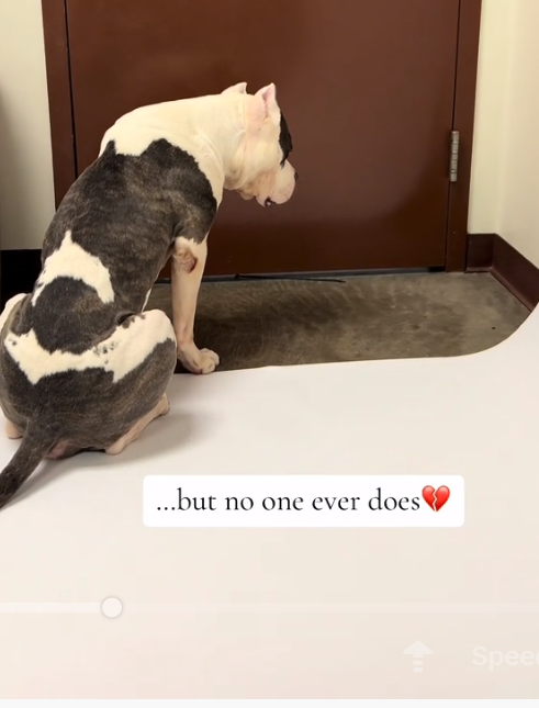 Loyal and lovable: Shelter dog’s daily door ritual leads to forever home