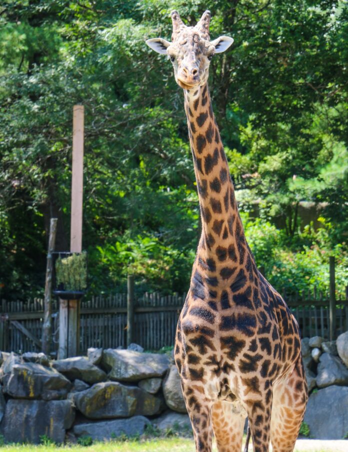 Endangered giraffe euthanized at zoo after fall that left him unable to stand