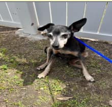 Who could be so heartless and abandon 17-year-old tiny dog on streets of Miami