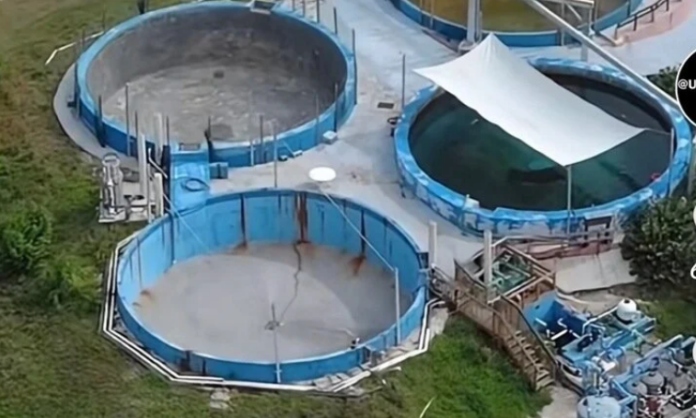 Captive manatees ‘Romeo’ and ‘Juliet’ finally to be freed from Florida theme park’s lousy conditions