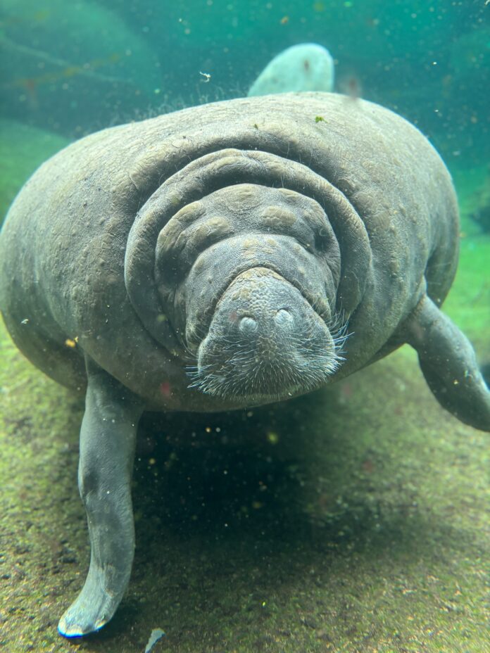 Elderly manatees Romeo and Juliet now receiving round the clock care at Tampa zoo