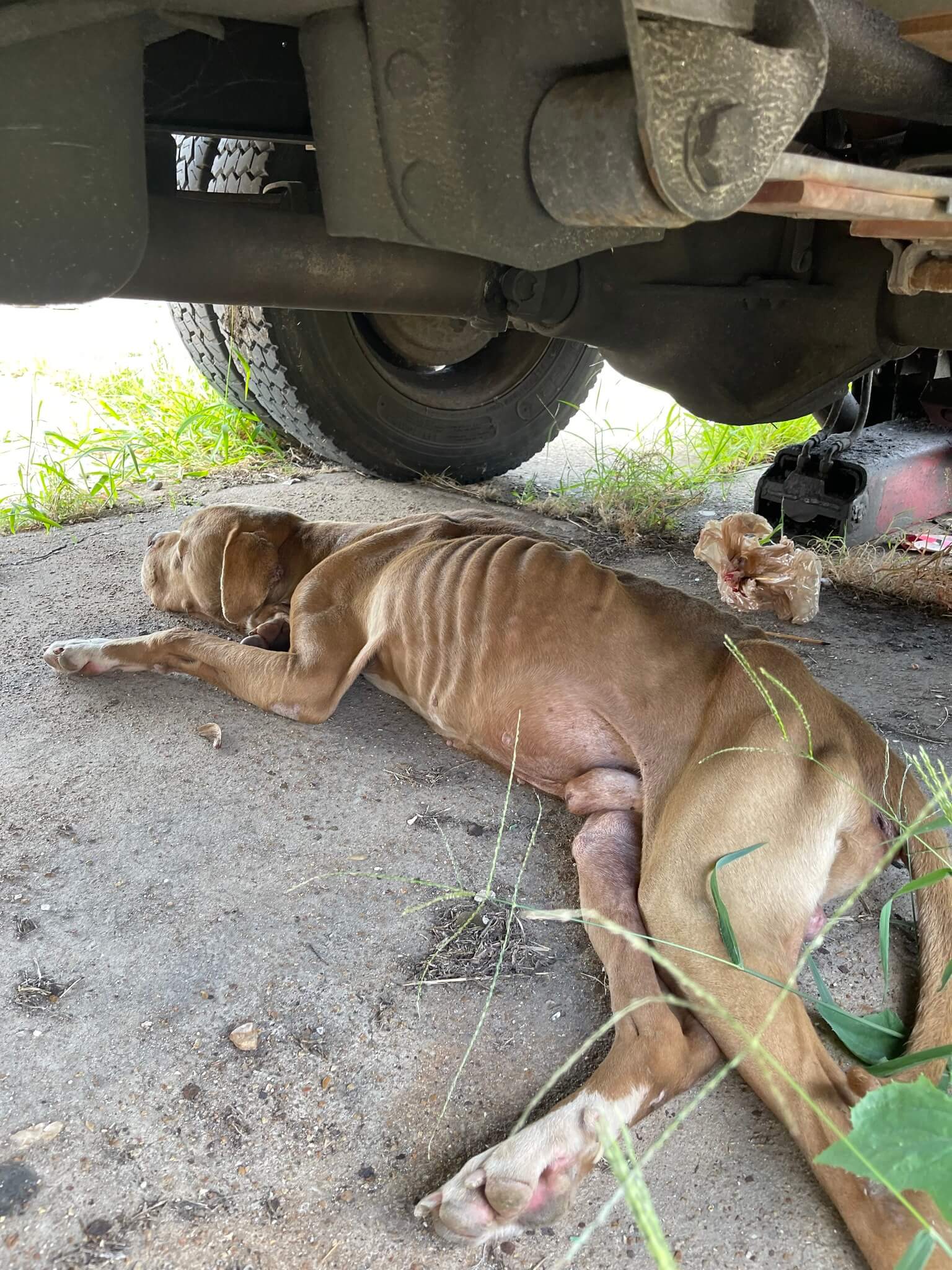 Skinny dog saved from the streets as his happy tail wagged with gratitude