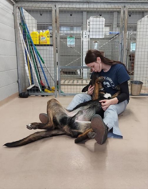 Longtime shelter pup melts hearts and longs for snuggles in a real home