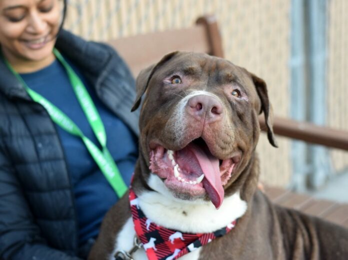 ‘Rookie’s’ final moments before NYC shelter snuffs out his life because his humans failed him