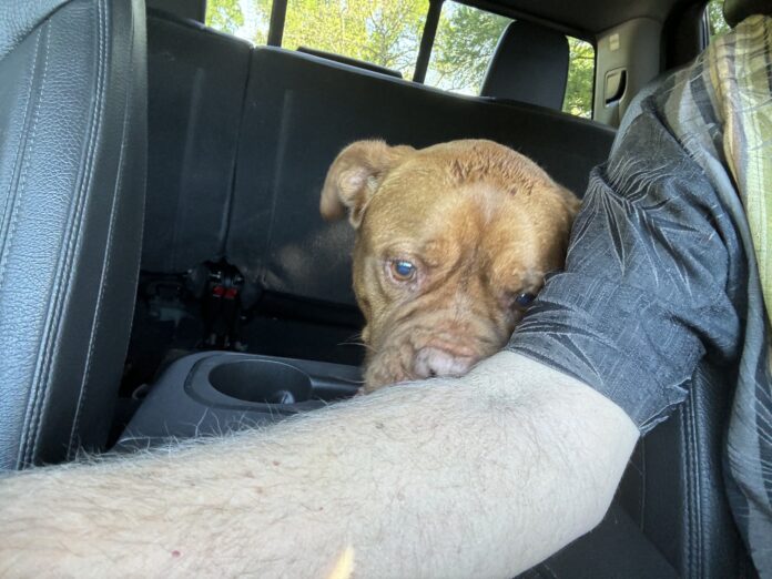 Rescuer admonishes heartless owner who dumped their dog at shelter after new baby arrives