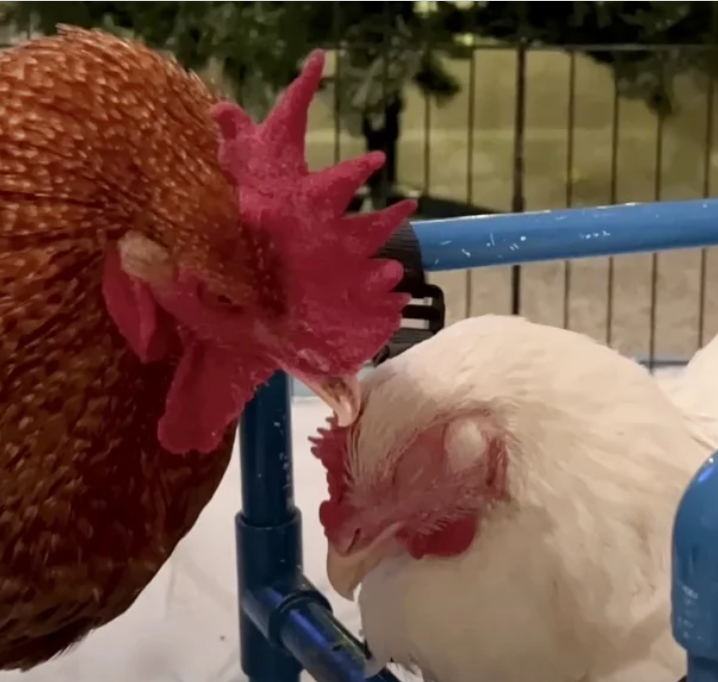 rooster-and-hen-fall-in-love-1