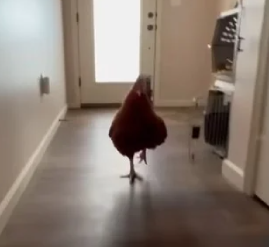 rooster-and-hen-fall-in-love-2