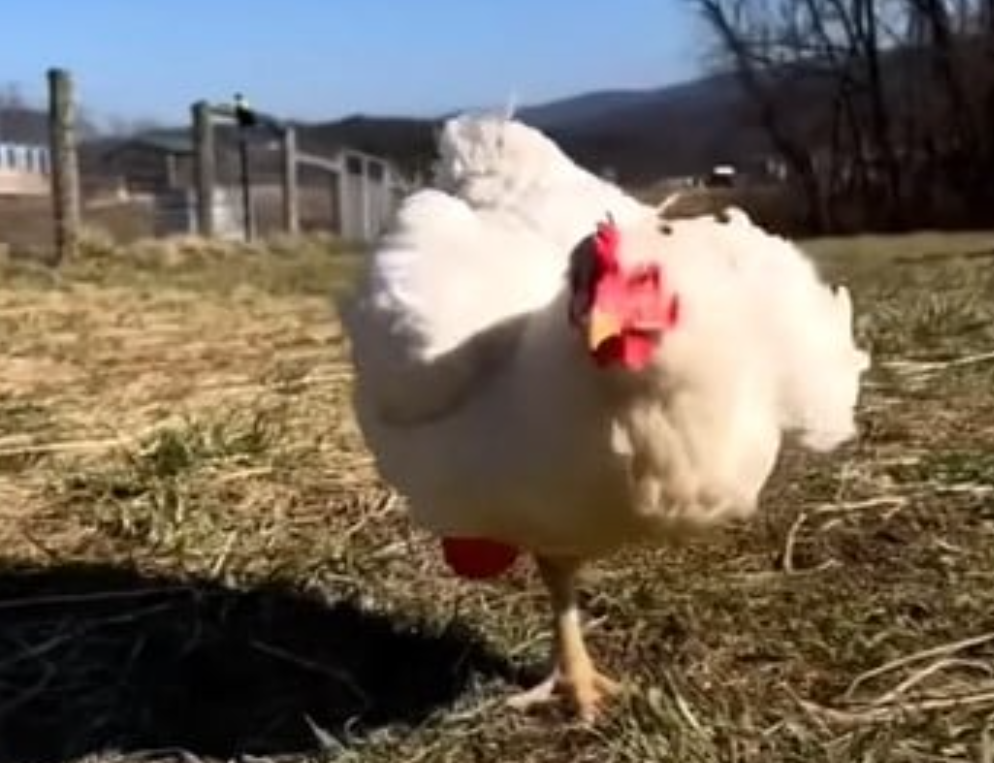 rooster-and-hen-fall-in-love-3
