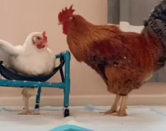 Rooster falls in love with a disabled hen and their story melts our hearts