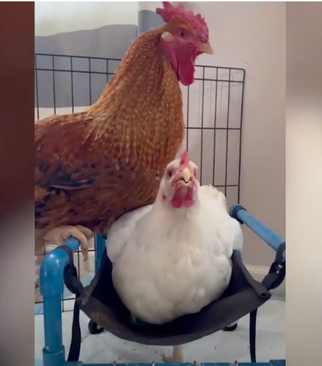 rooster-and-hen-fall-in-love