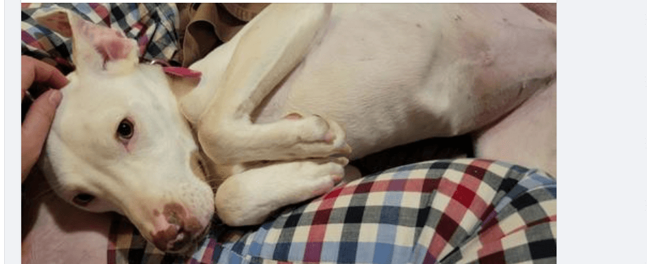 Dog abandoned in cage during frigid temps is now a ‘Christmas miracle’